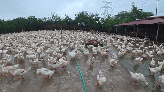 Rooster Among Duck Flock
