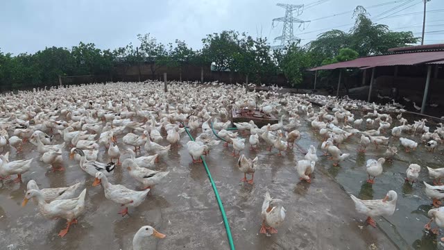 Rooster Among Duck Flock