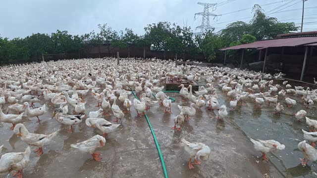 Rooster Among Duck Flock