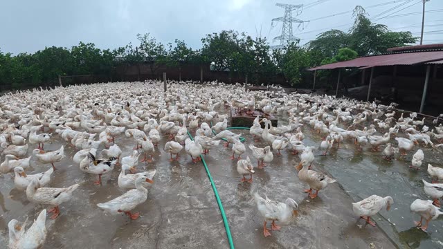 Rooster Among Duck Flock