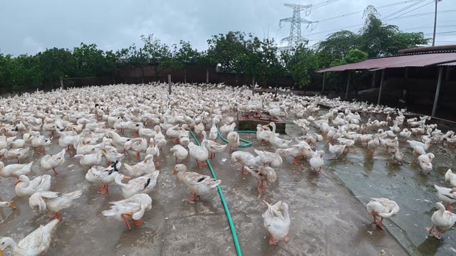 Rooster Among Duck Flock