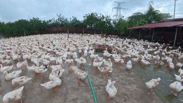 Rooster Among Duck Flock