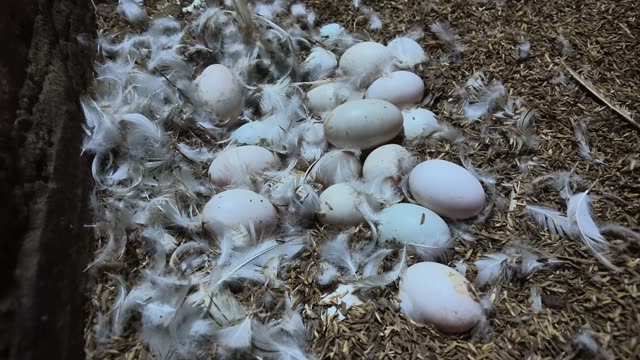 Duck Eggs Scattered In Nest
