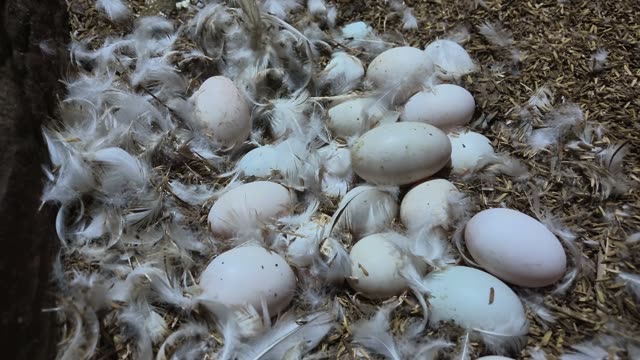 Duck Eggs Scattered In Nest
