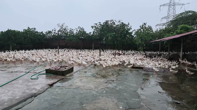 Duck Eggs Scattered In Nest