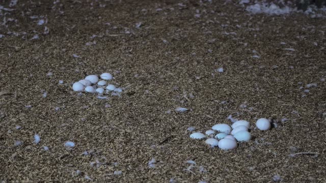 Duck Eggs Scattered In Nest