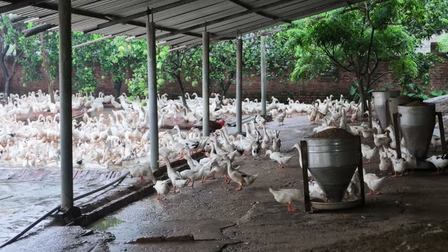 Ducks Feeding At Metal Trough