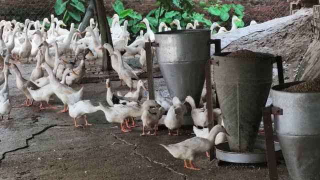 Row Of Duck Feeders In Barn