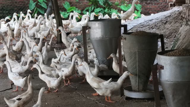Ducks Feeding At Metal Trough