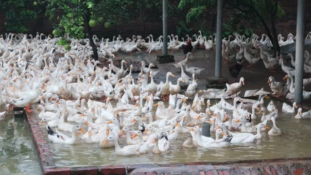 Row Of Duck Feeders In Barn
