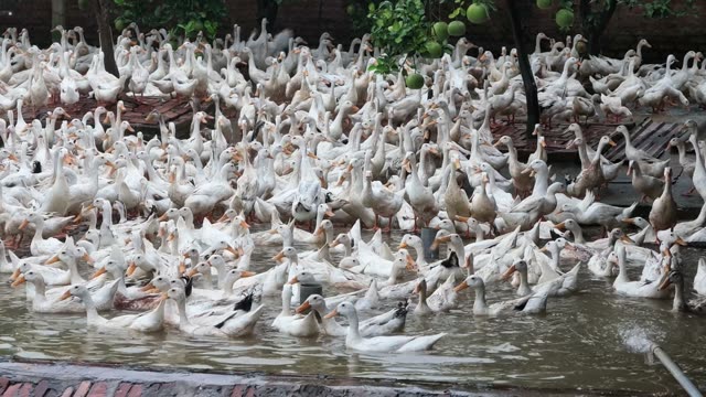 Ducks Feeding At Metal Trough