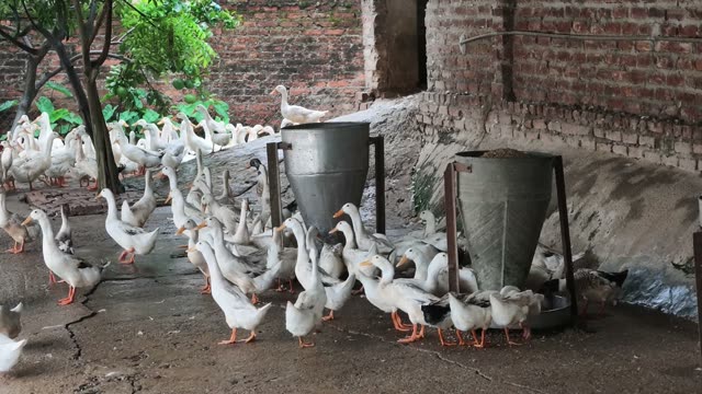 Row Of Duck Feeders In Barn