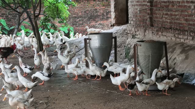 Ducks Feeding At Metal Trough