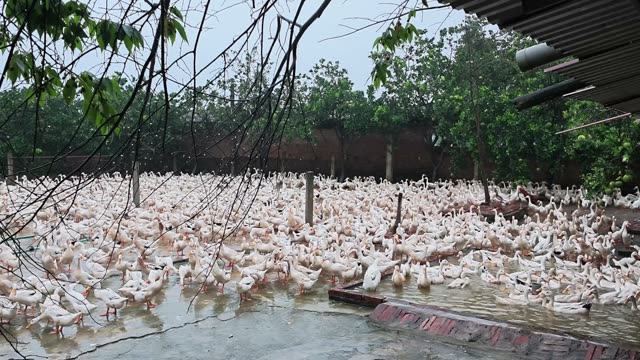 Row Of Duck Feeders In Barn