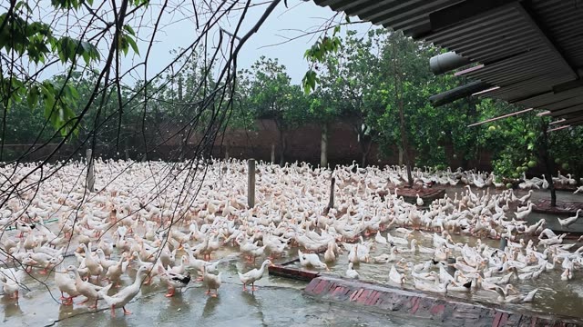 Ducks Feeding At Metal Trough