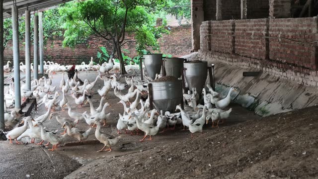 Row Of Duck Feeders In Barn