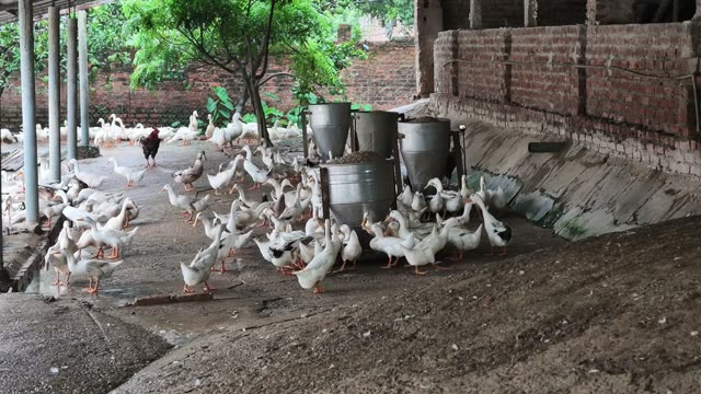Ducks Feeding At Metal Trough