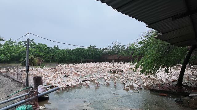 Ducks In Covered Farm Shelter