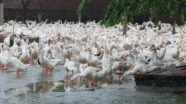Water Draining Into Duck Pond