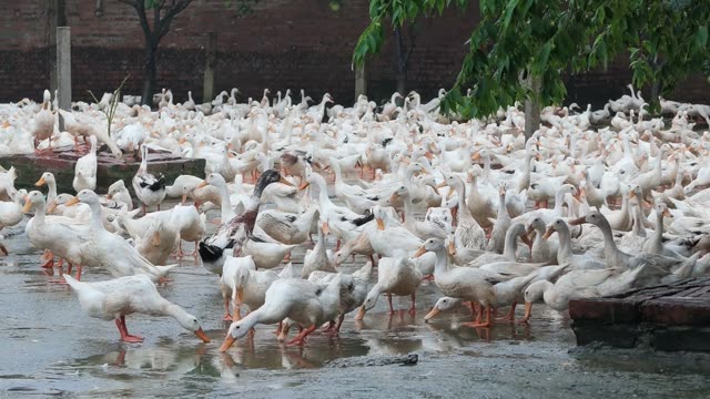 Ducks In Covered Farm Shelter