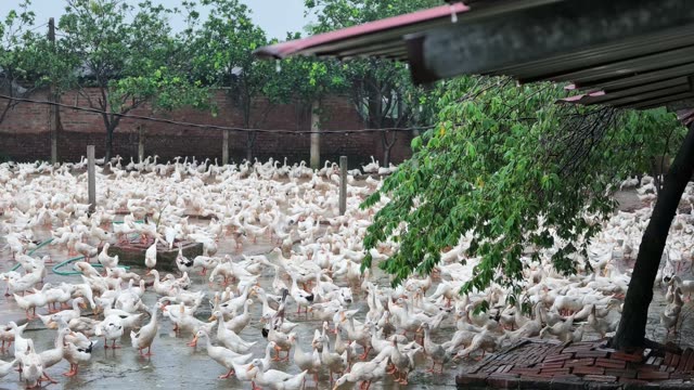 Ducks In Covered Farm Shelter