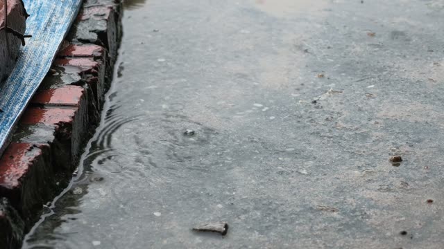 Ducks In Covered Farm Shelter