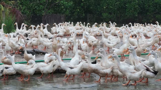 Water Draining Into Duck Pond