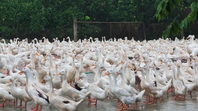 Ducks In Covered Farm Shelter