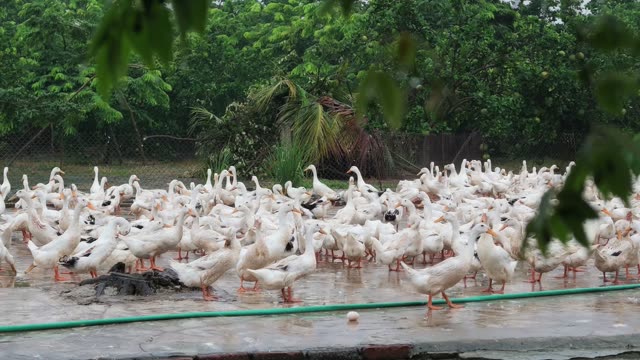 Water Draining Into Duck Pond