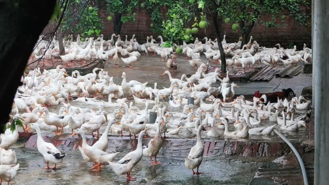 Ducks In Covered Farm Shelter