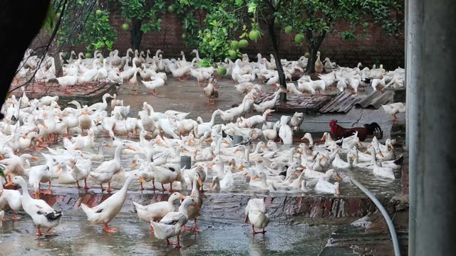 Water Draining Into Duck Pond