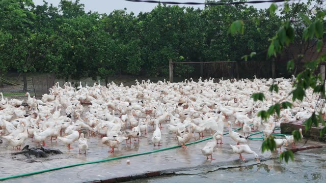 Ducks In Covered Farm Shelter