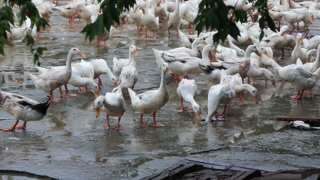 Ducks In Covered Farm Shelter