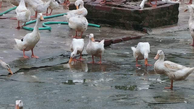 Water Draining Into Duck Pond