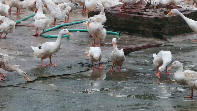 Ducks In Covered Farm Shelter