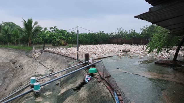 Water Draining Into Duck Pond
