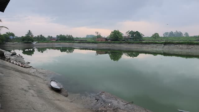 Ducks Gathered At Pond Edge