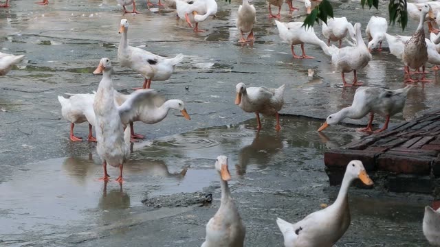 Duck Farm Pond Landscape