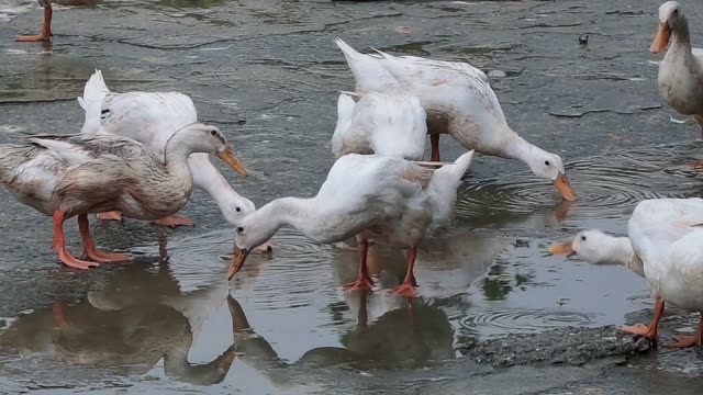 Ducks Gathered At Pond Edge
