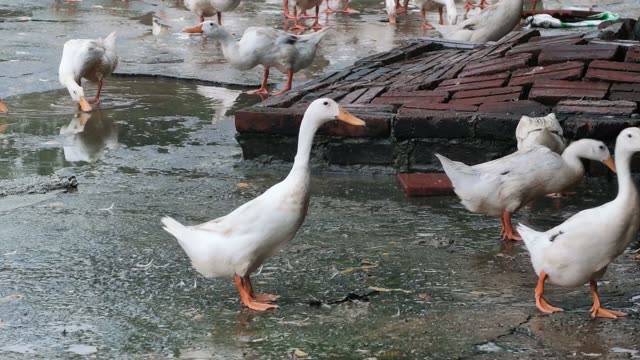 Duck Farm Pond Landscape