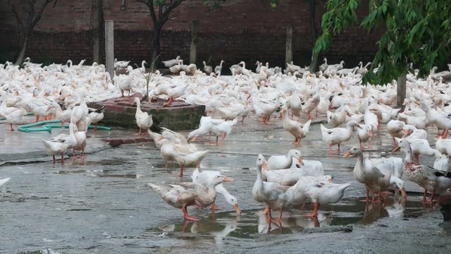 Ducks Gathered At Pond Edge