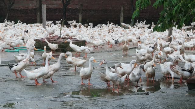 Duck Farm Pond Landscape
