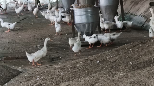 Ducks Gathered At Pond Edge