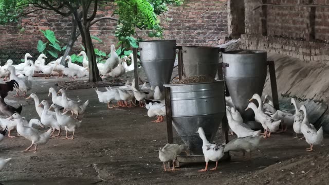 Duck Farm Pond Landscape