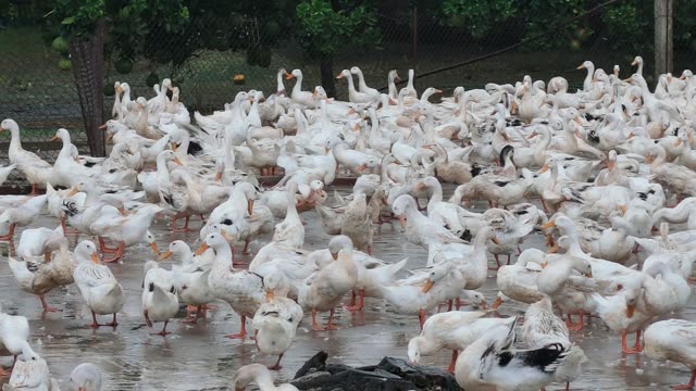 Ducks Gathered At Pond Edge