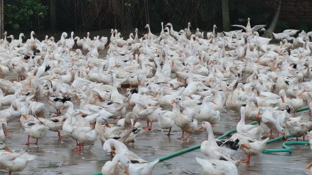Duck Farm Pond Landscape