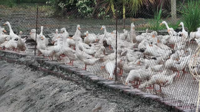Ducks Gathered At Pond Edge
