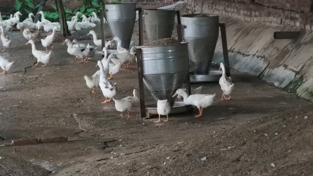 Duck Farm Pond Landscape