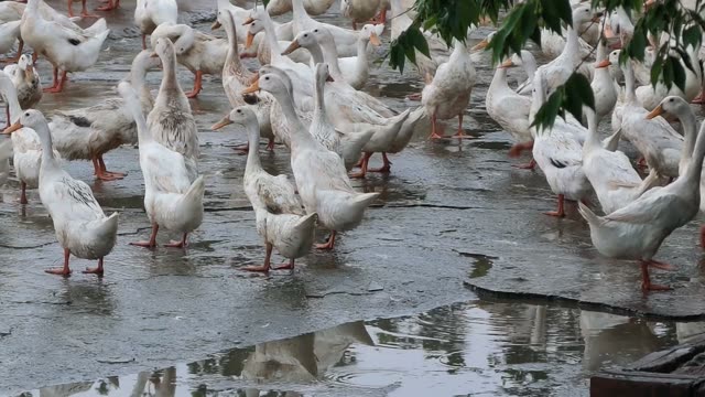 Ducks Gathered At Pond Edge