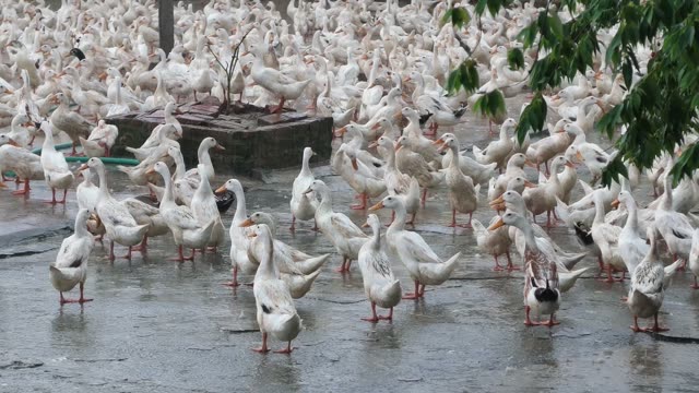Duck Farm Pond Landscape